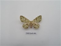 藏品(尺蛾174)的圖片